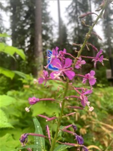 Fireweed at Old Sauk Trail, Mt. Baker-Snoqualmie National Forest. Photo by Sydney Corral July 7, 2021