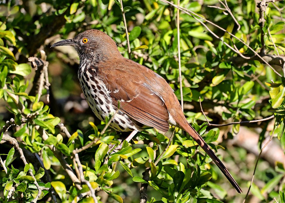 765 - LONG-BILLED THRASHER (01-05-2022) the butterfly center, mission, hidalgo co, tx -01
