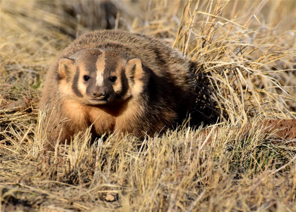 American badger at Arapaho National Wildlife Refuge
