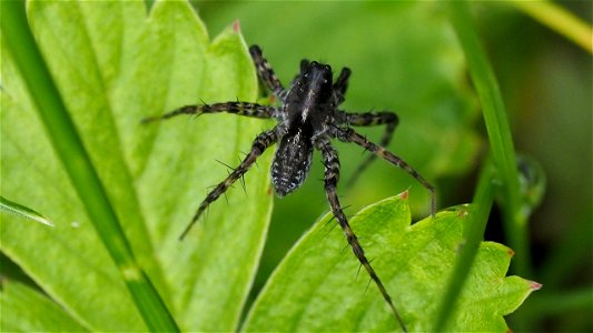 Pardosa cf. prativaga (Graslaufwolf) - Männchen