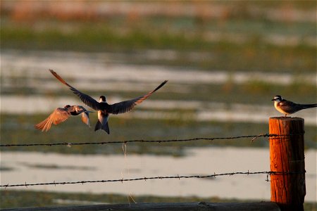 Black Tern Fall Plumage Huron Wetland Management District photo