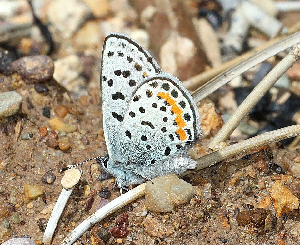 BLUE, SQUARE-SPOTTED (Euphilotes battoides on Eriogonum heracleoides) (07-08-2022) 5200 ft, east of lincoln, mt, w of rogers pass, helena nat forest (3)