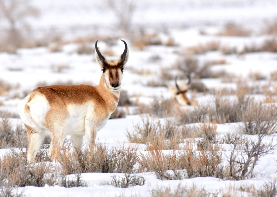 Pronghorn on Seedskadee National Wildlife Refuge
