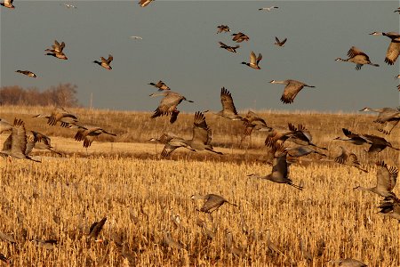 Spring Migration of Sandhill Cranes and Waterfowl Huron Wetland Management District photo