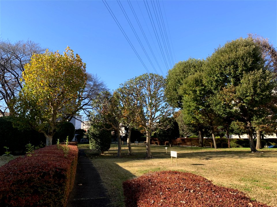 Takiyama Danchi, Higashikurume-shi in November