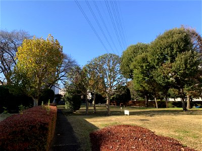 Takiyama Danchi, Higashikurume-shi in November