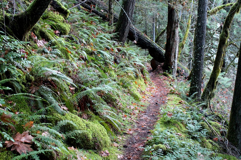 img_2215_trail26jpg_49364726622_o