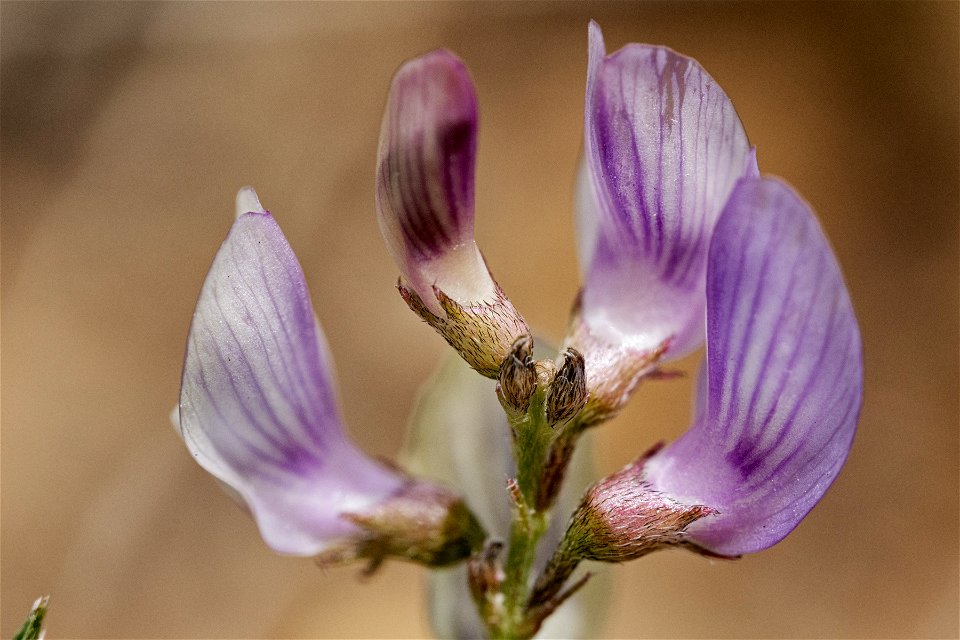 Astragalus miser