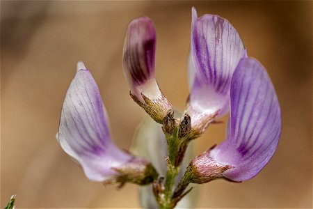 Astragalus miser