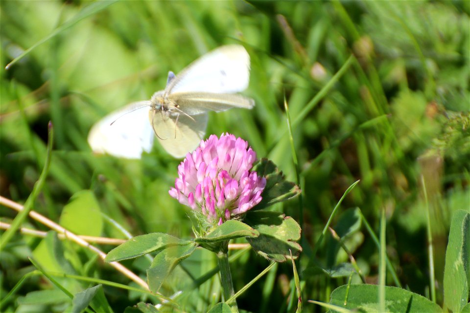 Red Clover and photo