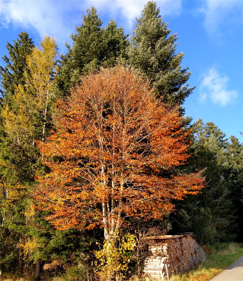 IMG_20211106_150530