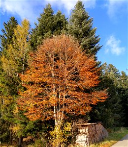 IMG_20211106_150530