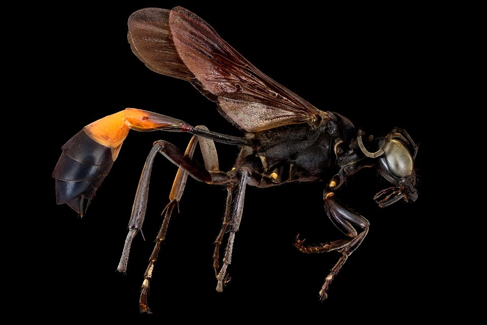 Ammophila pictipennis, f, right, Jorge Blay_2022-02-04-14.28.08 ZS PMax UDR copy