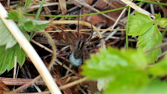 Pardosa cf. prativaga (female) mit Kokon