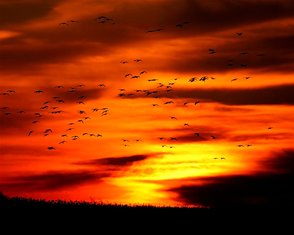 Snow Geese Migrating