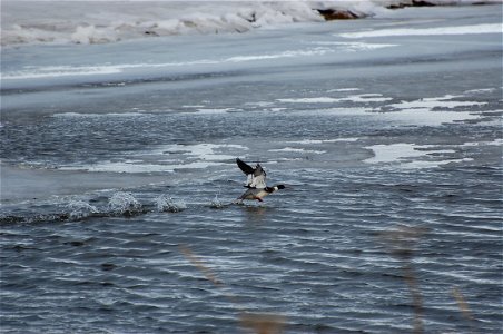 Red-breasted Mergansers photo