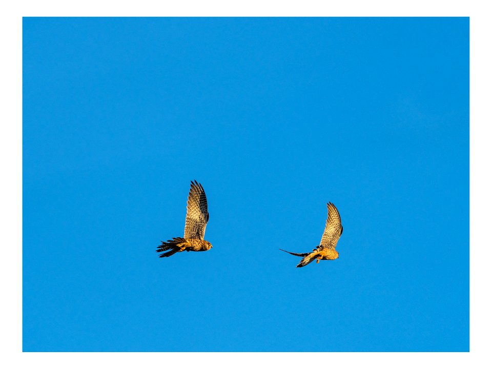 Marsh Harriers at Leighton Moss