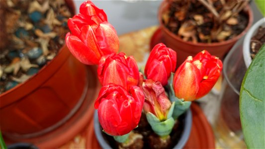 tulips_lalele-2023_0222_101157