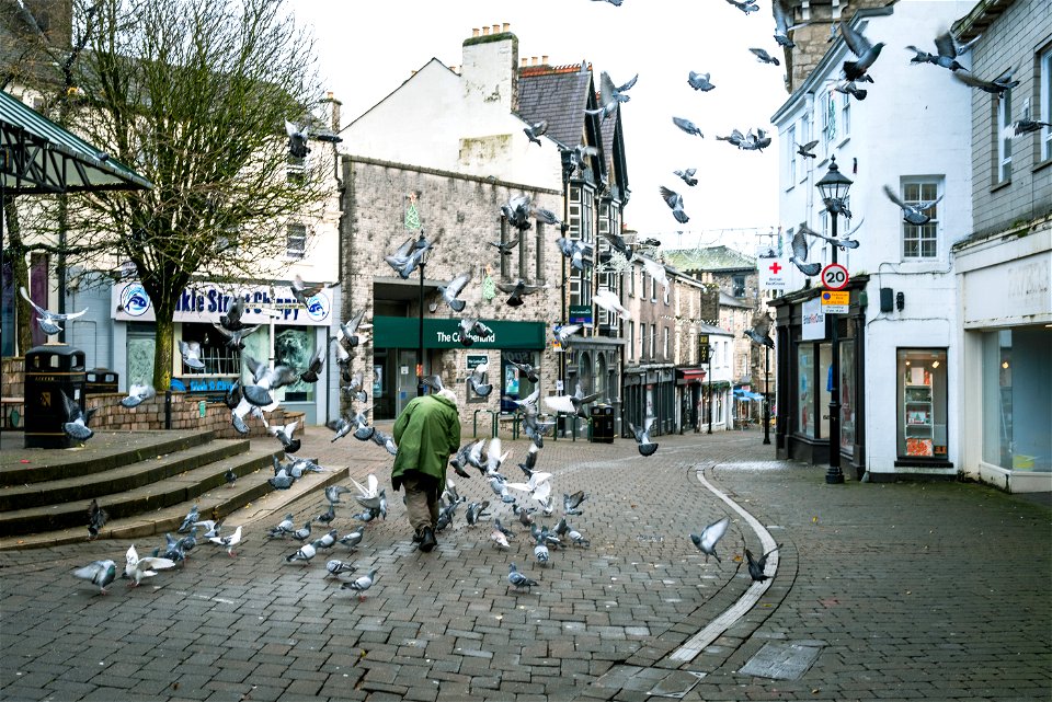 Birdman of Kendal (2 of 5)