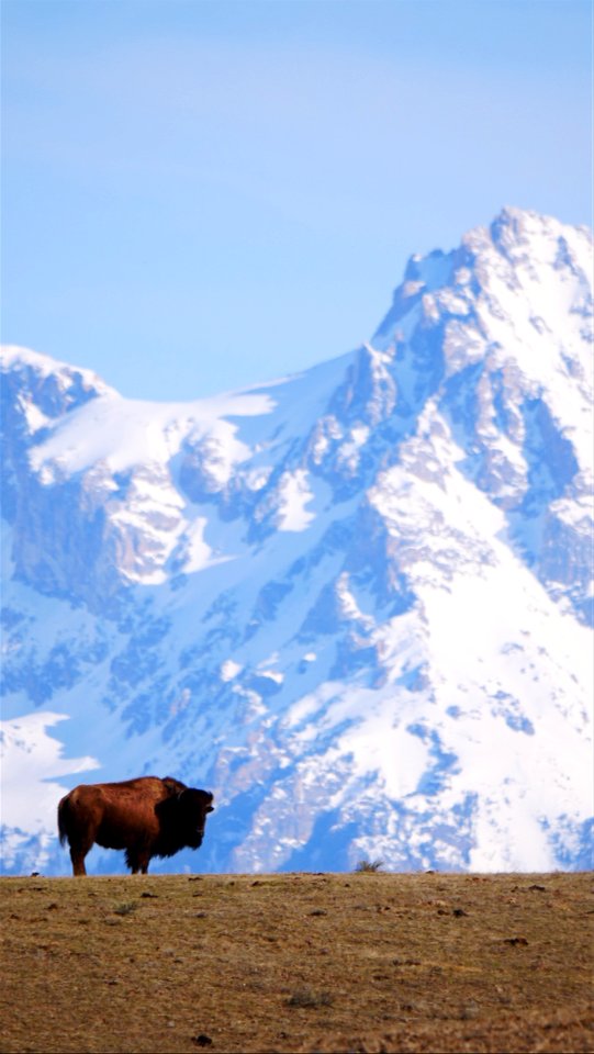 Bison on the National Elk Refuge