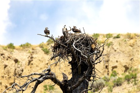 Osprey on the nest in Gardner River Canyon photo
