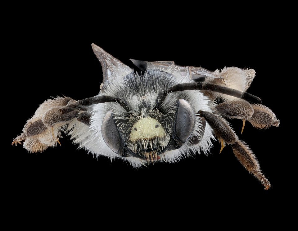 Andrena placata, m, face, Clay Co. MN_2021-01-13-18.30.02 ZS PMax UDR copy