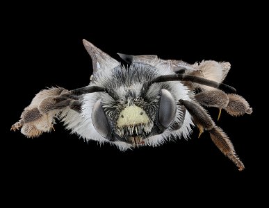 Andrena placata, m, face, Clay Co. MN_2021-01-13-18.30.02 ZS PMax UDR copy