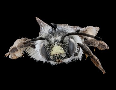 Andrena placata, m, face, Clay Co. MN_2021-01-13-18.30.02 ZS PMax UDR copy photo