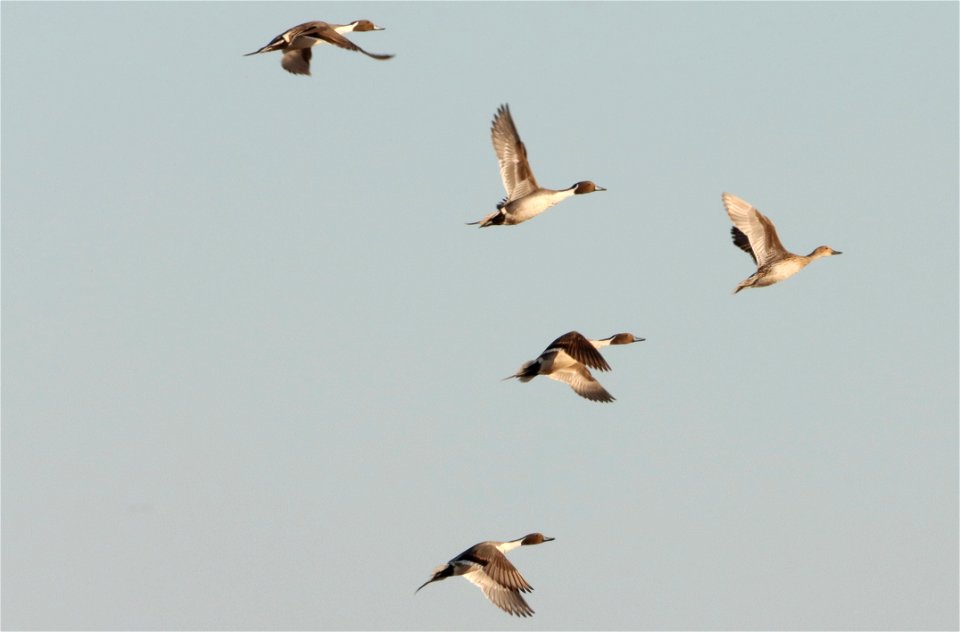 Northern Pintails in Flight Huron Wetland Management District