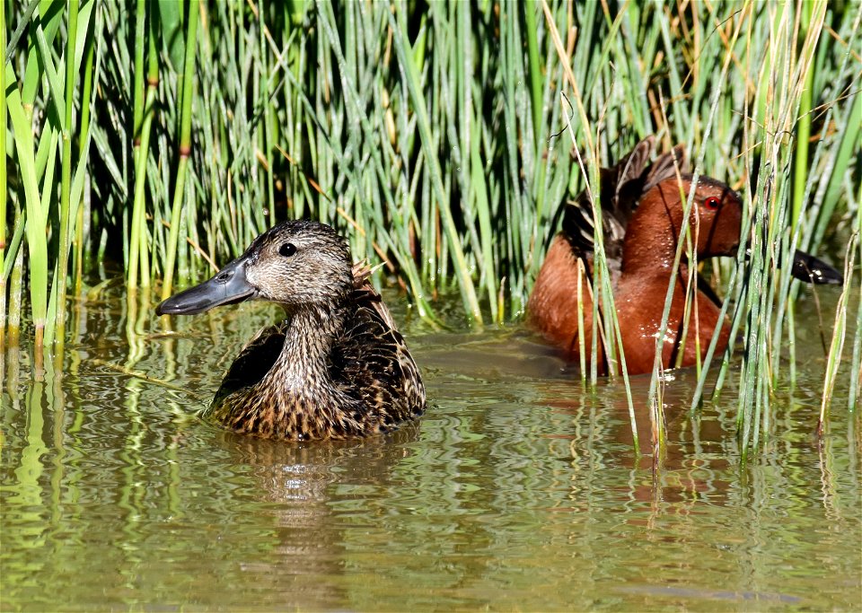 Cinnamon teal at Seedskadee National Wildlife Refuge