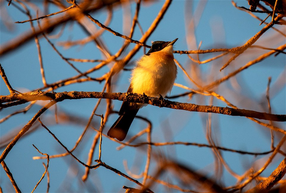 Restless flycatcher