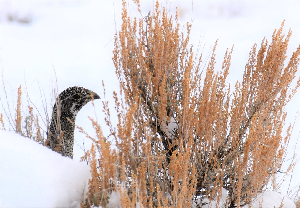 Greater sage-grouse on Seedskadee National Wildlife Refuge