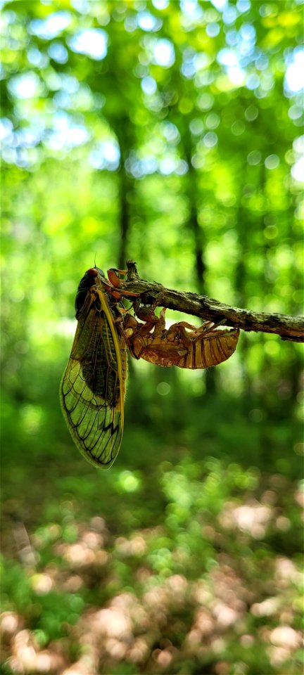 Brood X cicadas in Ohio