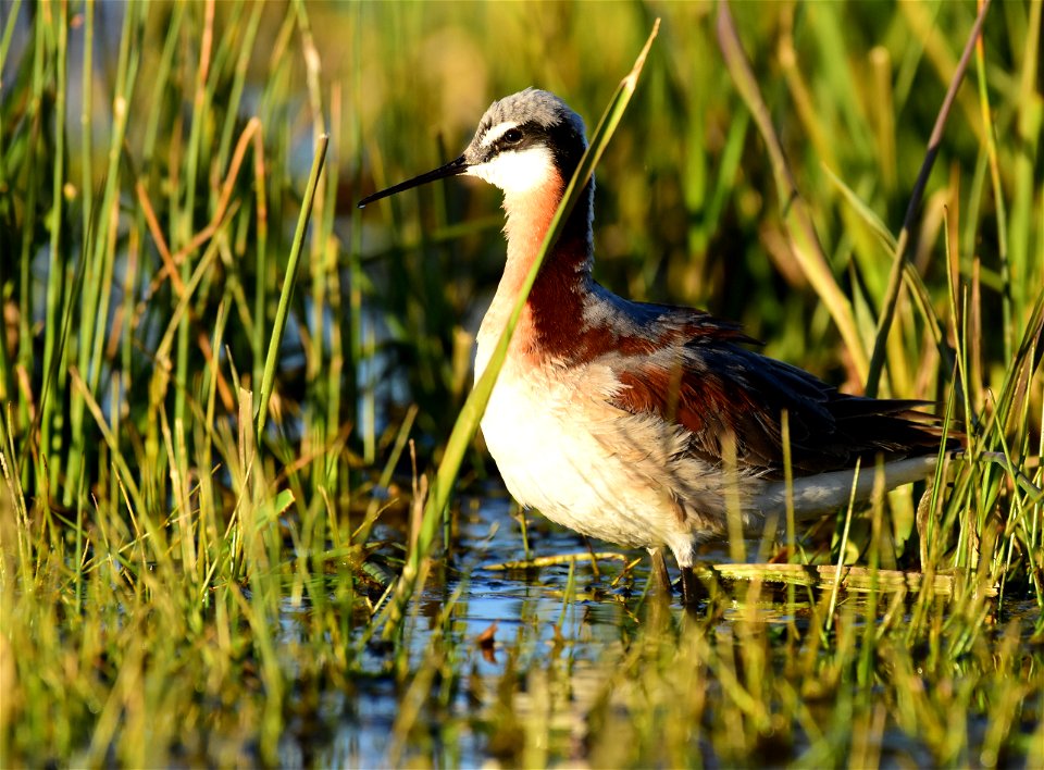 Wilson's phalarope at Seedskadee National Wildlife Refuge