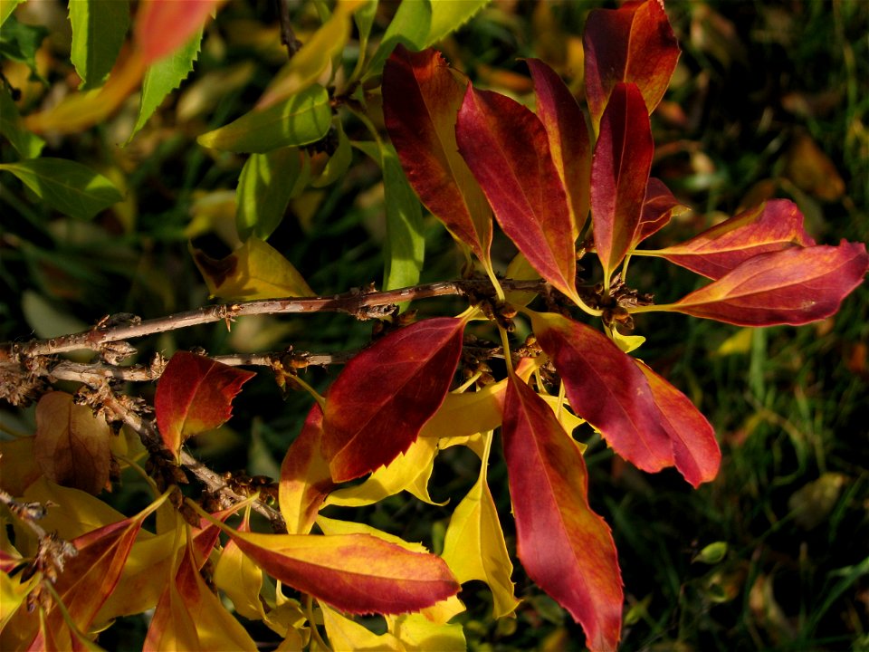 toamna2009_1120_134559