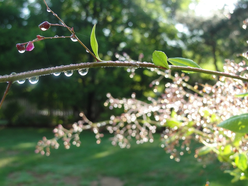 Drops plant leaves water plant