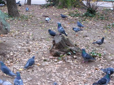 cismigiu_20041205_04