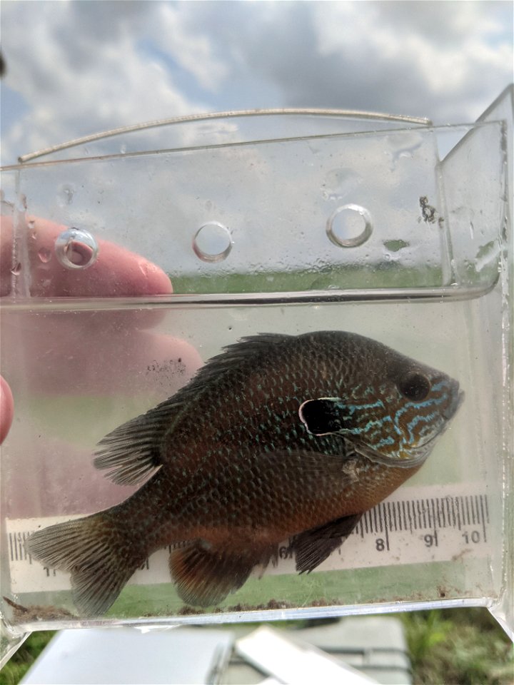Longear Sunfish