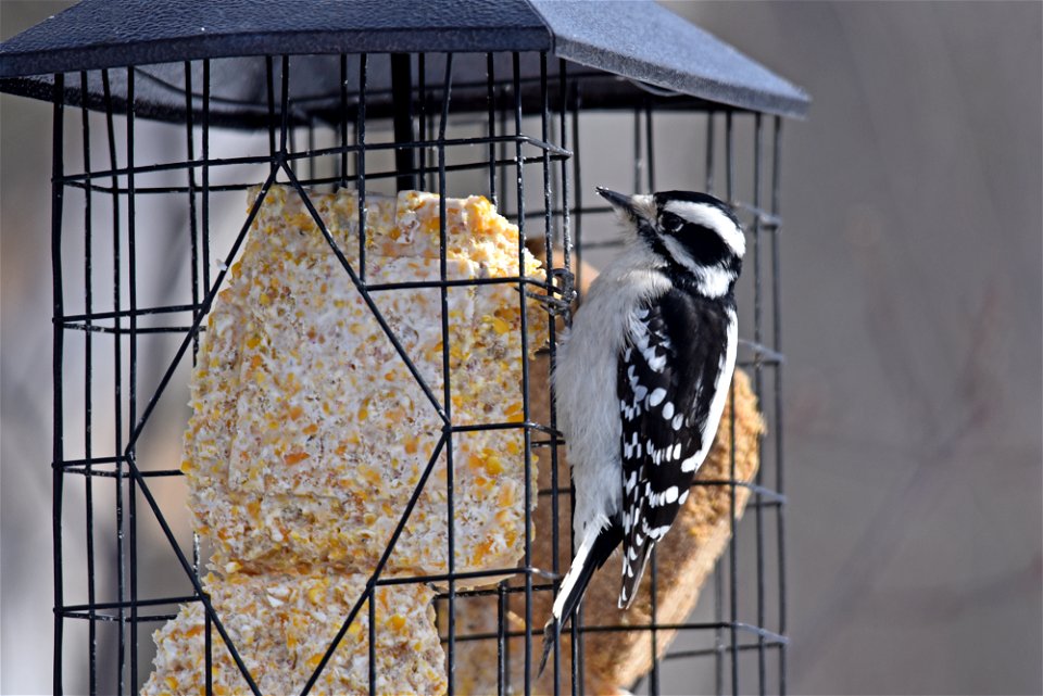 Downy woodpecker at a suet feeder photo