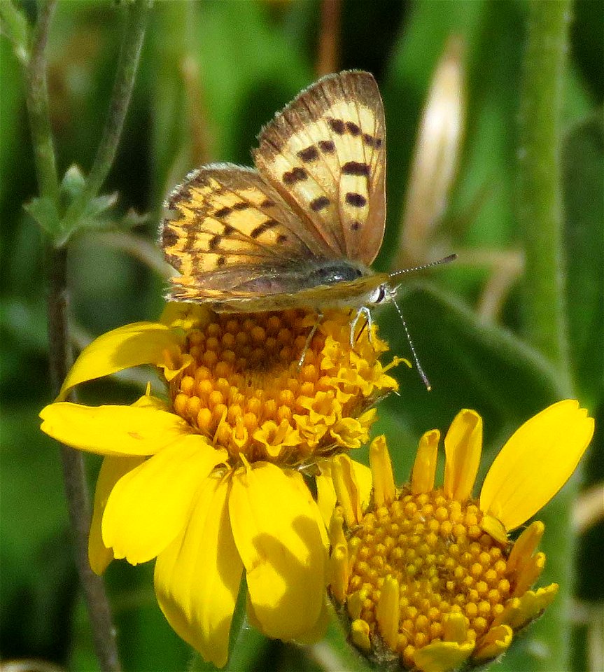COPPER, LILAC-BORDERED (Lycaenanivalis) (8-3-2021) female, 9000-9600 ft, steen's mt , harney co, or -02