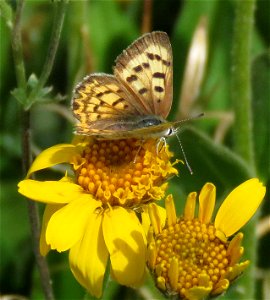 COPPER, LILAC-BORDERED (Lycaenanivalis) (8-3-2021) female, 9000-9600 ft, steen's mt , harney co, or -02 photo