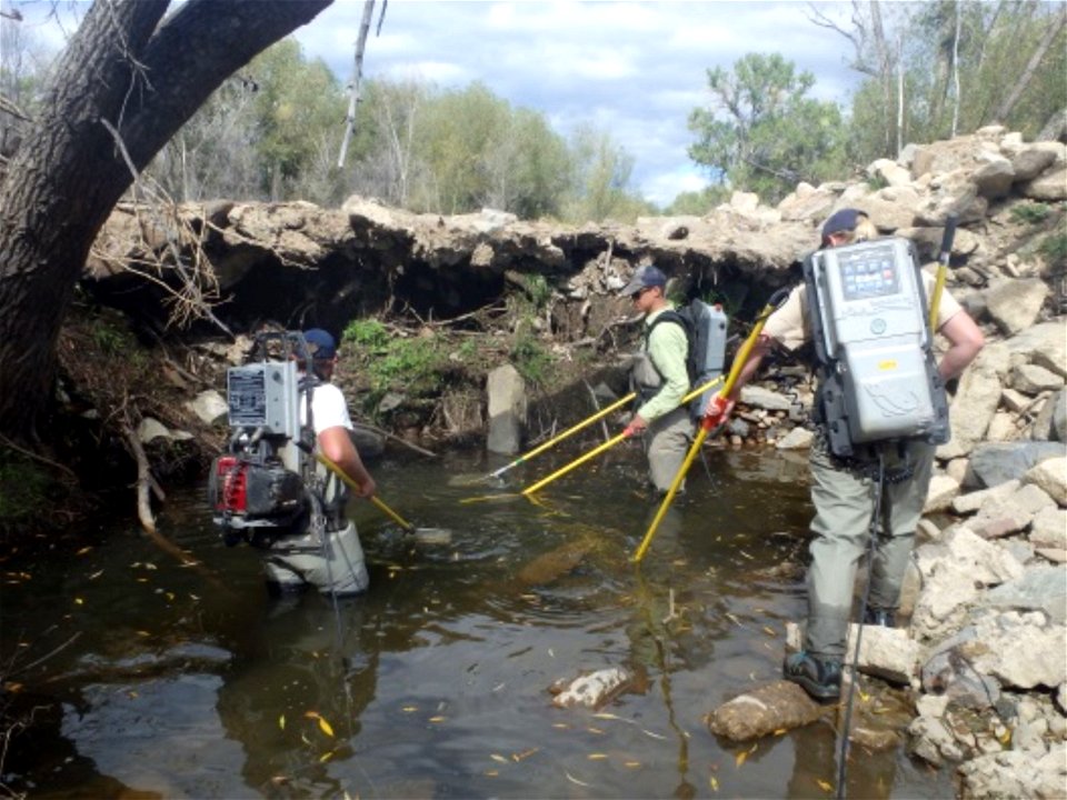 Electrofishing in St. Vrain River