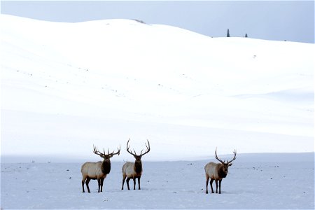 Elk on the National Elk Refuge photo