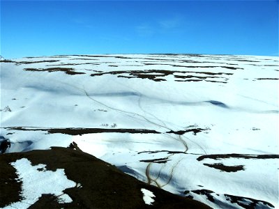 Caribou tracks in Kilbuck Mountains photo