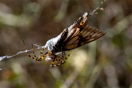 Spider and its catch photo