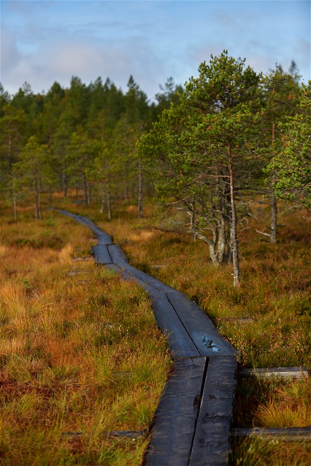 Torronsuon kansallispuisto, Tammela, Finland photo