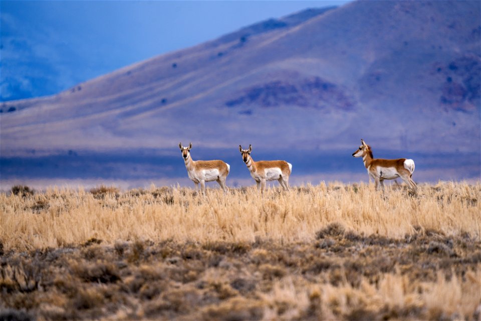 Pronghorn does Utah Great Basin