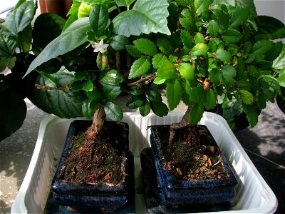 bonsai-bloom2009_0331_122955