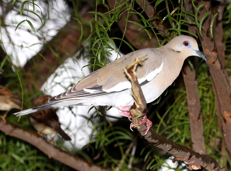 431 -  (WHITE-WINGED DOVE (1-24-2022) americana rv park, palmview, tx -01