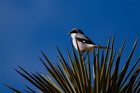 Loggerhead Shrike